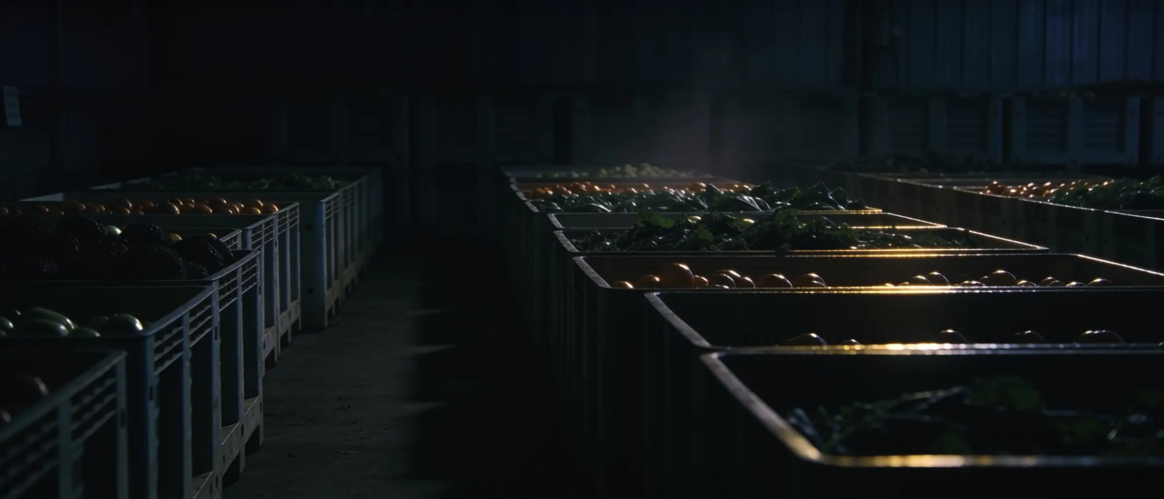 Crates of freshly harvested produce in a dim packhouse